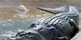 صدور مجوز پرورش “کروکودیل” و “قورباغه” به شرط صادرات