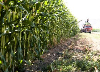 متقاضیان کشت فراسرزمینی در غنا به وزارت جهادکشاورزی مراجعه کنند