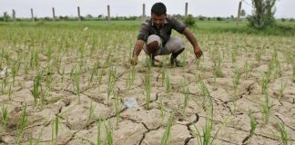 کشاورزی حفاظتی و تغذیه به موقع راهکار نجات خاک کشور است