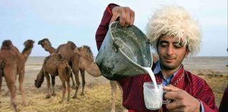 معاون وزیر کشاورزی: برنامه صدور فرآوردههای شتر به اروپا را داریم