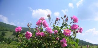 خروج ذخایر ژنتیکی گیاهی از کشور، این بار ریشه گل محمدی