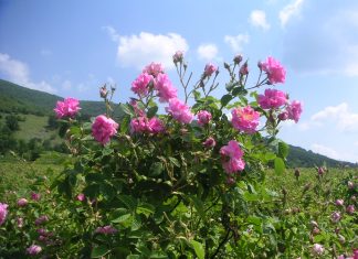 خروج ذخایر ژنتیکی گیاهی از کشور، این بار ریشه گل محمدی