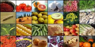 در هشت ماه 2 میلیارد دلار محصولات غذایی صادر شد