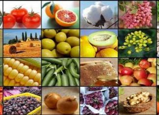 در هشت ماه 2 میلیارد دلار محصولات غذایی صادر شد