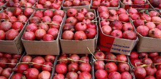 قیمت انار در بازار داخلی ۳ برابر صادراتی