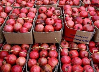 قیمت انار در بازار داخلی ۳ برابر صادراتی