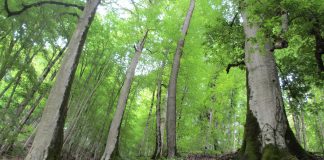 آفت به جان جنگلهای “راش” شمال افتاد