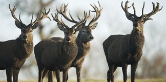 برنامه پرورش گوزن در ایران