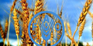 تولید غلات رکورد جهانی را شکست