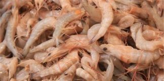 رشد ۸۰ درصدی صادرات میگو