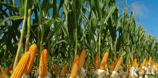 برترین تولیدکنندگان ذرت در جهان کدام کشورها هستند؟