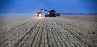 گزارش فائو از افزایش چشمگیر تولید گندم در ایران، با وجود کم آبی و خشکسالی