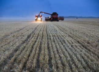 ایران بازار جدید گندم روسیه میشود