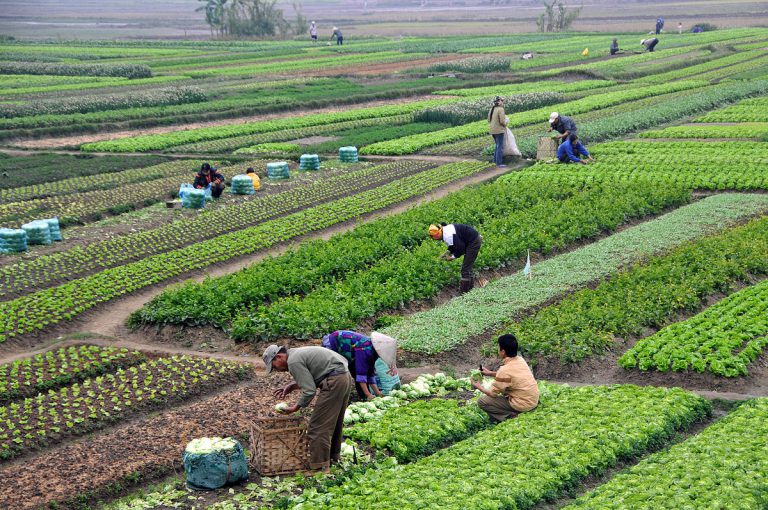 کشاورزی ایران باعث توسعه اقتصادی روستایی می شود؟