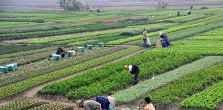 کشاورزی ایران باعث توسعه اقتصادی روستایی می شود؟ کشاورزی ایران و اشتغال