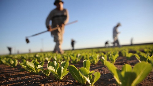 تولید محصولات کشاورزی در کشور به ۱۲۰ میلیون تن رسید