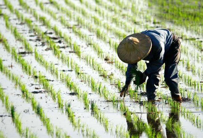 برای تولید یک پرس برنج چقدر آب مصرف می‌شود؟