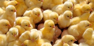 قیمت جوجه یکروزه به ٥٨٠٠ تومان رسید