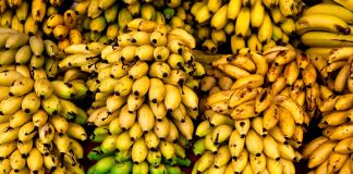 موز با ارز سیب صادراتی وارد میشود