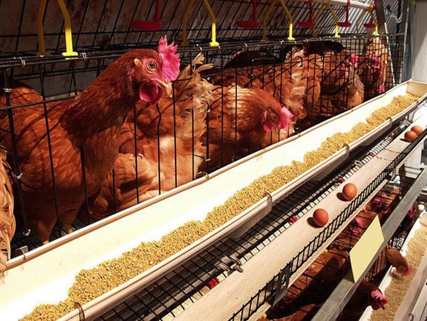 کاهش تولید تخم مرغ