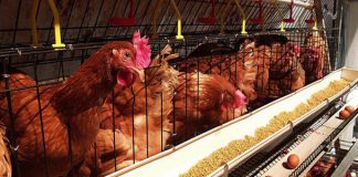 ممنوعیت صادرات مرغ ابلاغ شد