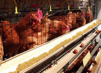 ممنوعیت صادرات مرغ ابلاغ شد