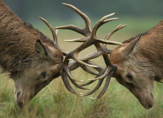 رهبران بزرگ چگونه تعارض محیط کار را مدیریت میکنند