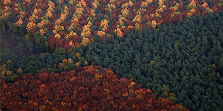 دنیای بی درخت؛ همه جا جنگل‌ها در حال نابودی در اروپا برعکس