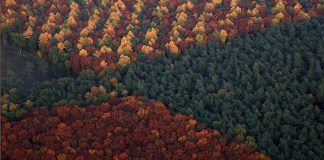 دنیای بی درخت؛ همه جا جنگلها در حال نابودی در اروپا برعکس