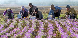 کاهش قیمت ۲.۵ میلیون تومانی هر کیلو زعفران بدلیل رکود بازار