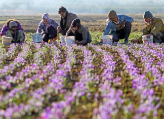 کاهش قیمت ۲.۵ میلیون تومانی هر کیلو زعفران بدلیل رکود بازار