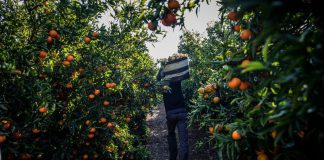 همه به دنبال ویتامین C پرتقال