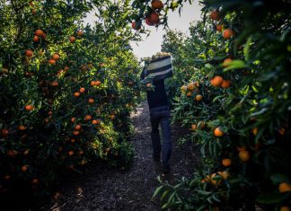 همه به دنبال ویتامین C پرتقال