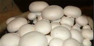 امسال ۱۸۰ هزار تن قارچ تولید میشود قارچ