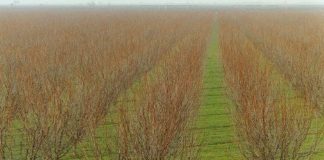 امسال ۲ میلیون نهال در شرکت پالیز نهال تولید شد امسال ۲ میلیون نهال در شرکت پالیز نهال تولید شد