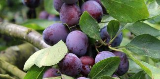 بهترین نهال آلو که رکورد فروش را شکست! بهترین نهال آلو که رکورد فروش را شکست!