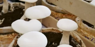 پرورش قارچ در خانه با کمترین امکانات ( آموزش گام به گام از صفر تا صد ) پرورش قارچ در خانه با کمترین امکانات ( آموزش گام به گام از صفر تا صد )